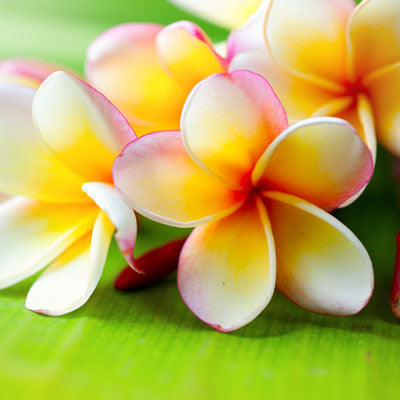 Plumeria 4- Pack Shampoo Bars-1