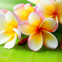 Plumeria 4- Pack Shampoo Bars-1