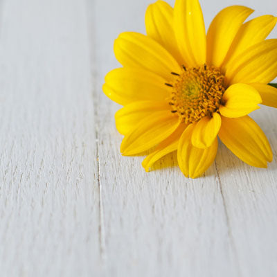 Yellow Daisy 4- Pack Shampoo Bars-1